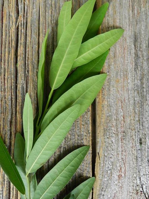 BAY LEAVES--HERB